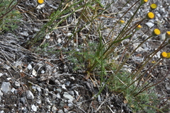 Linum lewisii