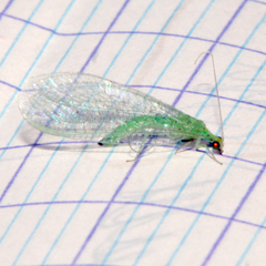 Pseudomallada flavifrons