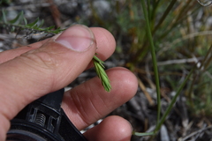Linum lewisii