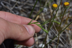 Linum lewisii
