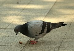 Columba livia