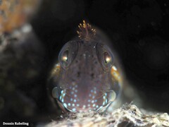 Coryphoblennius galerita