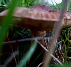 Lactarius tabidus