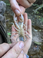 Cambarus bartonii