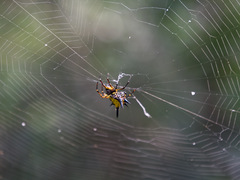 Macracantha hasselti