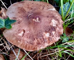 Lactarius tabidus