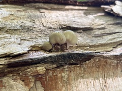 Fungi