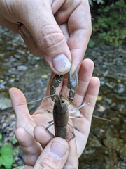 Cambarus bartonii