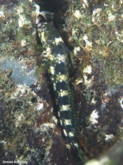 Coryphoblennius galerita