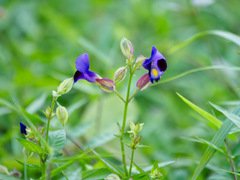 Torenia fournieri