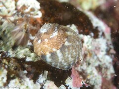 Gibbula drepanensis