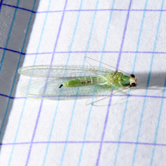 Pseudomallada flavifrons