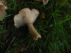 Lactarius pubescens