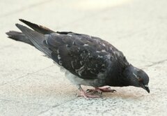 Columba livia