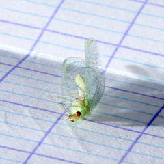 Pseudomallada flavifrons