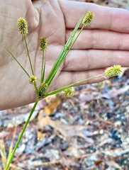 Cyperus retrorsus
