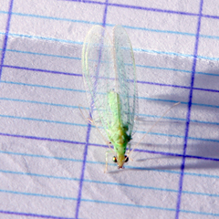 Pseudomallada flavifrons