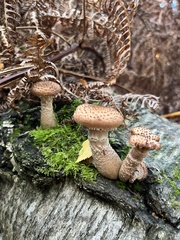 Fungi