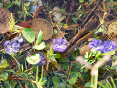 Evolvulus nummularius