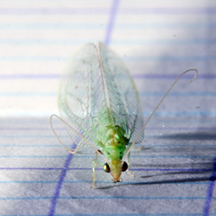 Pseudomallada flavifrons