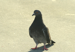 Columba livia domestica
