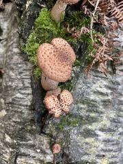 Fungi