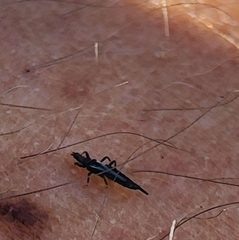 Klambothrips myopori