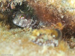 Parablennius pilicornis