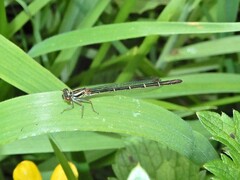 Xanthocnemis zealandica