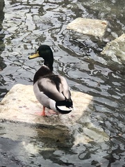 Anas platyrhynchos