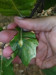 Dryocosmus kuriphilus