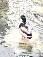 Anas platyrhynchos