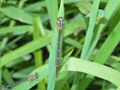 Xanthocnemis zealandica