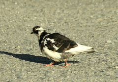 Columba livia domestica