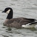 Cackling Goose - Photo (c) Matthew Thompson, some rights reserved (CC BY-NC), uploaded by Matthew Thompson