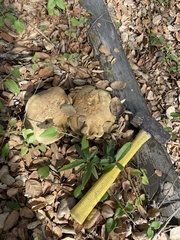 Caloboletus marshii