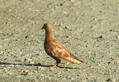 Columba livia domestica