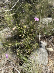 Agalinis strictifolia