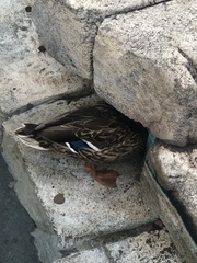 Anas platyrhynchos