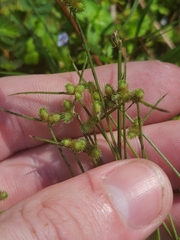 Cyperus neochinensis