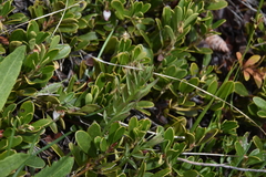 Comandra umbellata