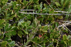 Comandra umbellata