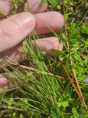 Cyperus neochinensis