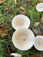 Fungi