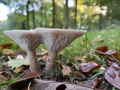 Fungi