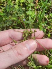 Cyperus neochinensis