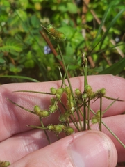 Cyperus neochinensis