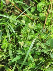 Cyperus neochinensis