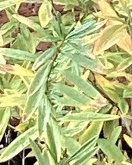 Hypericum prolificum