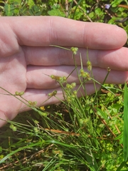 Cyperus neochinensis